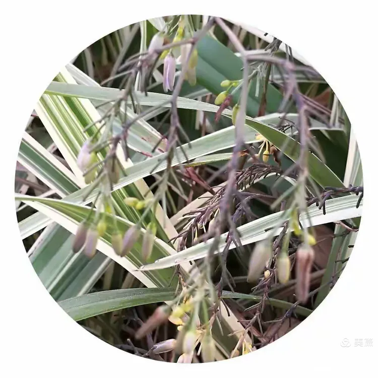 酷似吊兰的金线桔梗兰